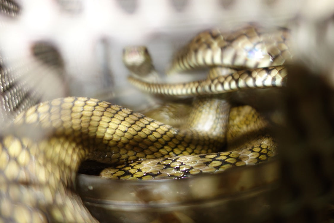 Sony RX100 photograph of caged snake at a night market in Kaohsiung, Taiwan by Jason Jaworski.