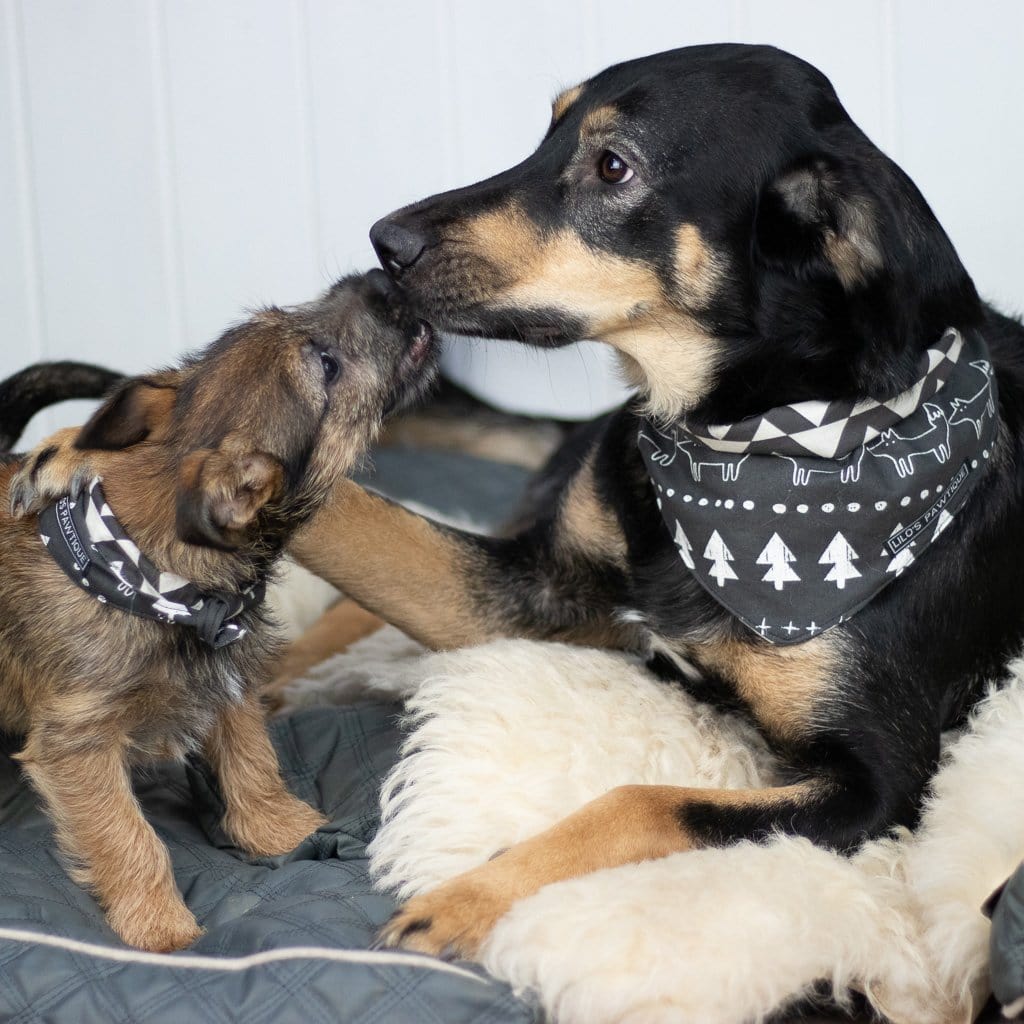 reversible dog bandana