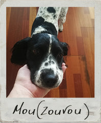 Mou, the most loving dog ever