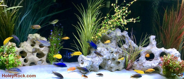 image of African cichlid tank