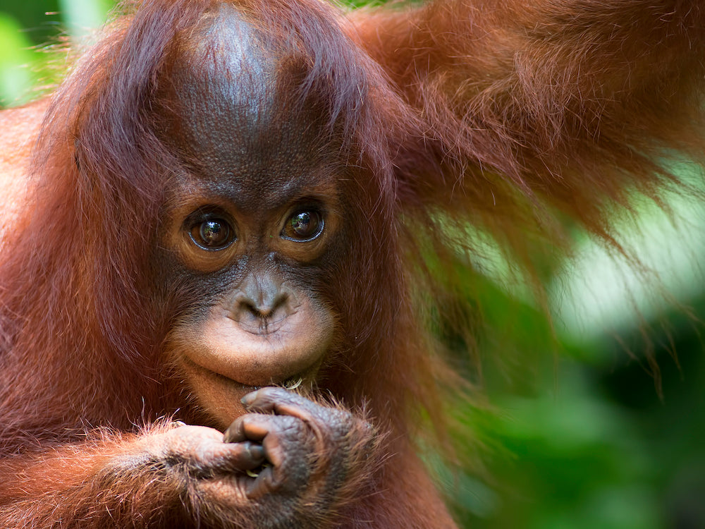 Orangutan - Palm Free
