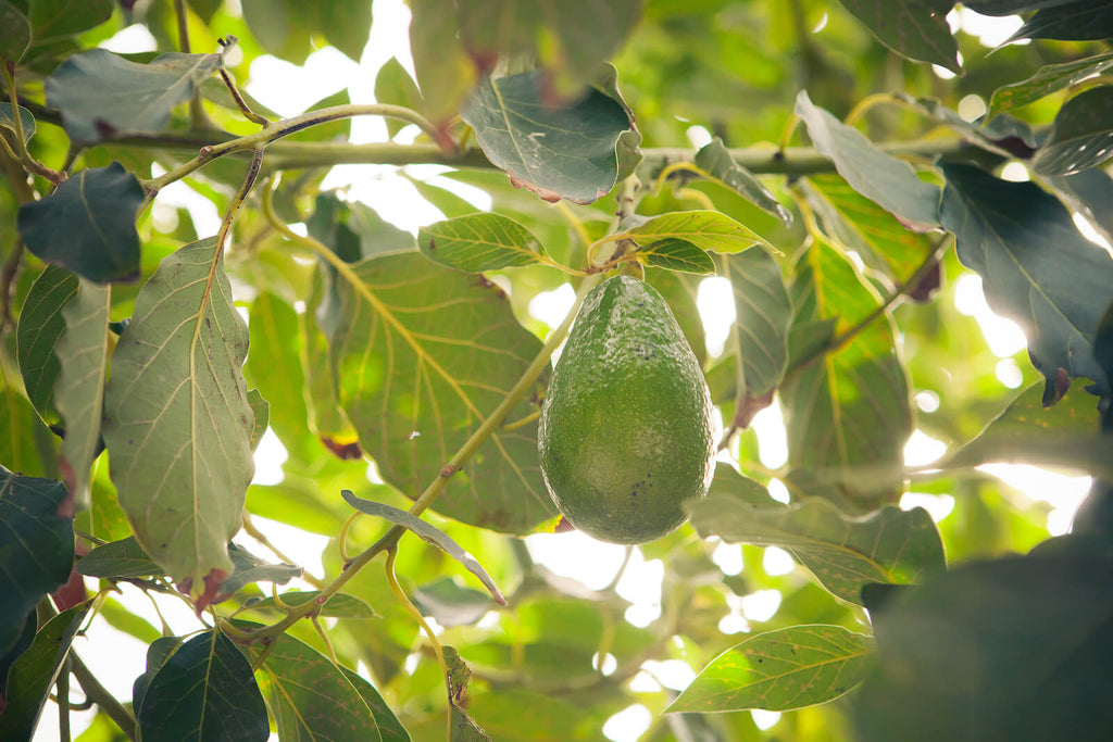 Avocado Oil