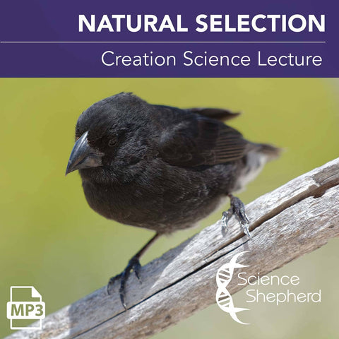 Cover of Natural Selection mp3 Creation Science lecture. Black finch on branch.