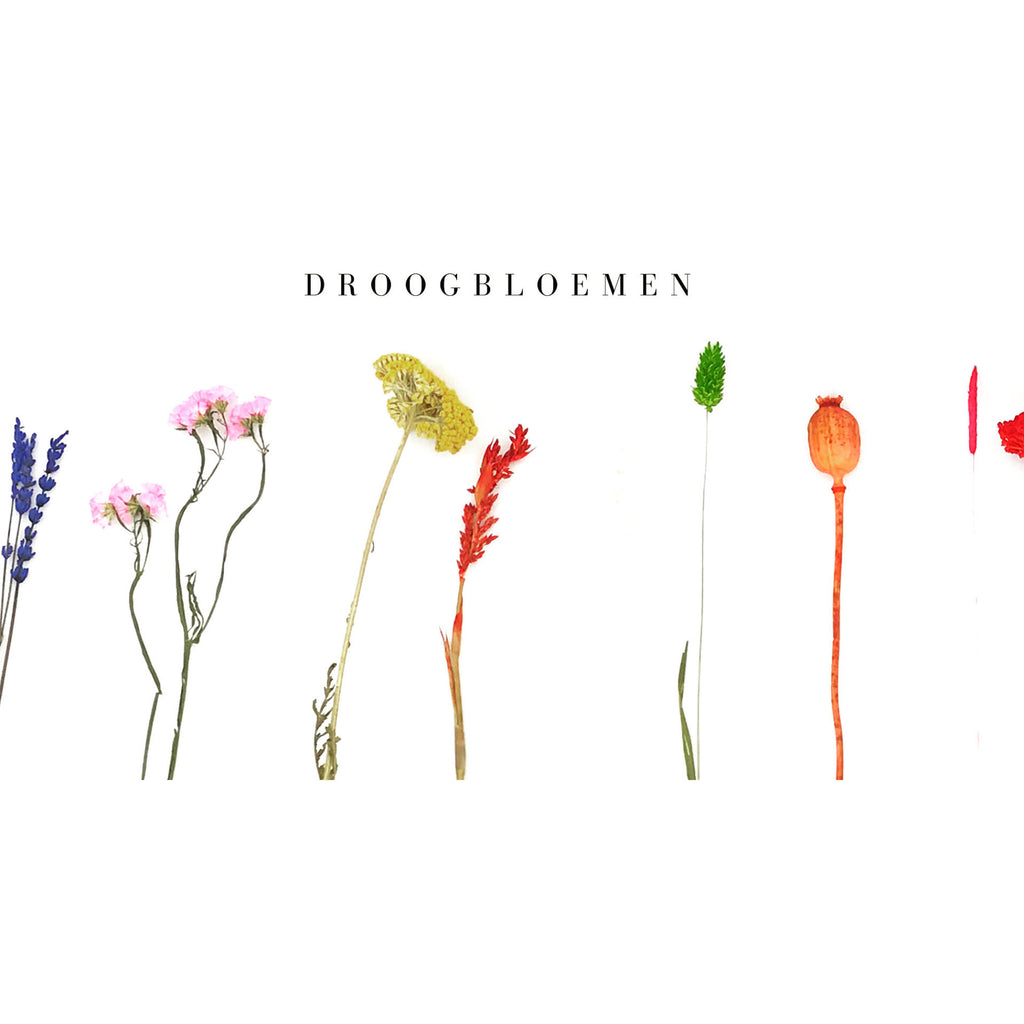 Overleving tellen Vroegst Losse bloemen | Beauquet