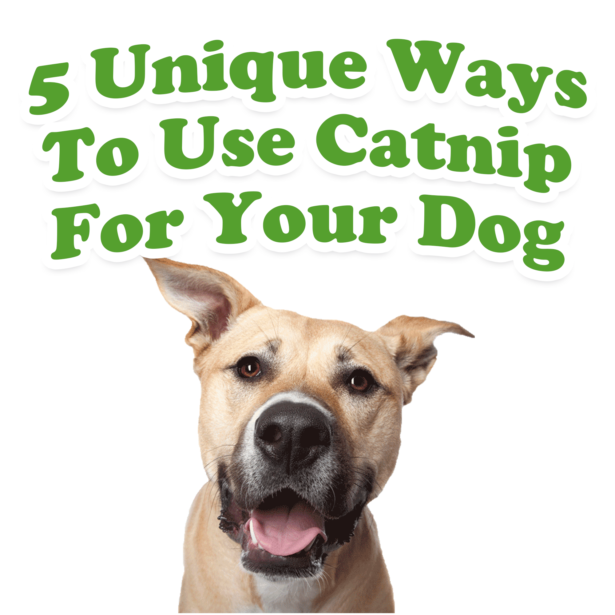 will catnip harm dogs