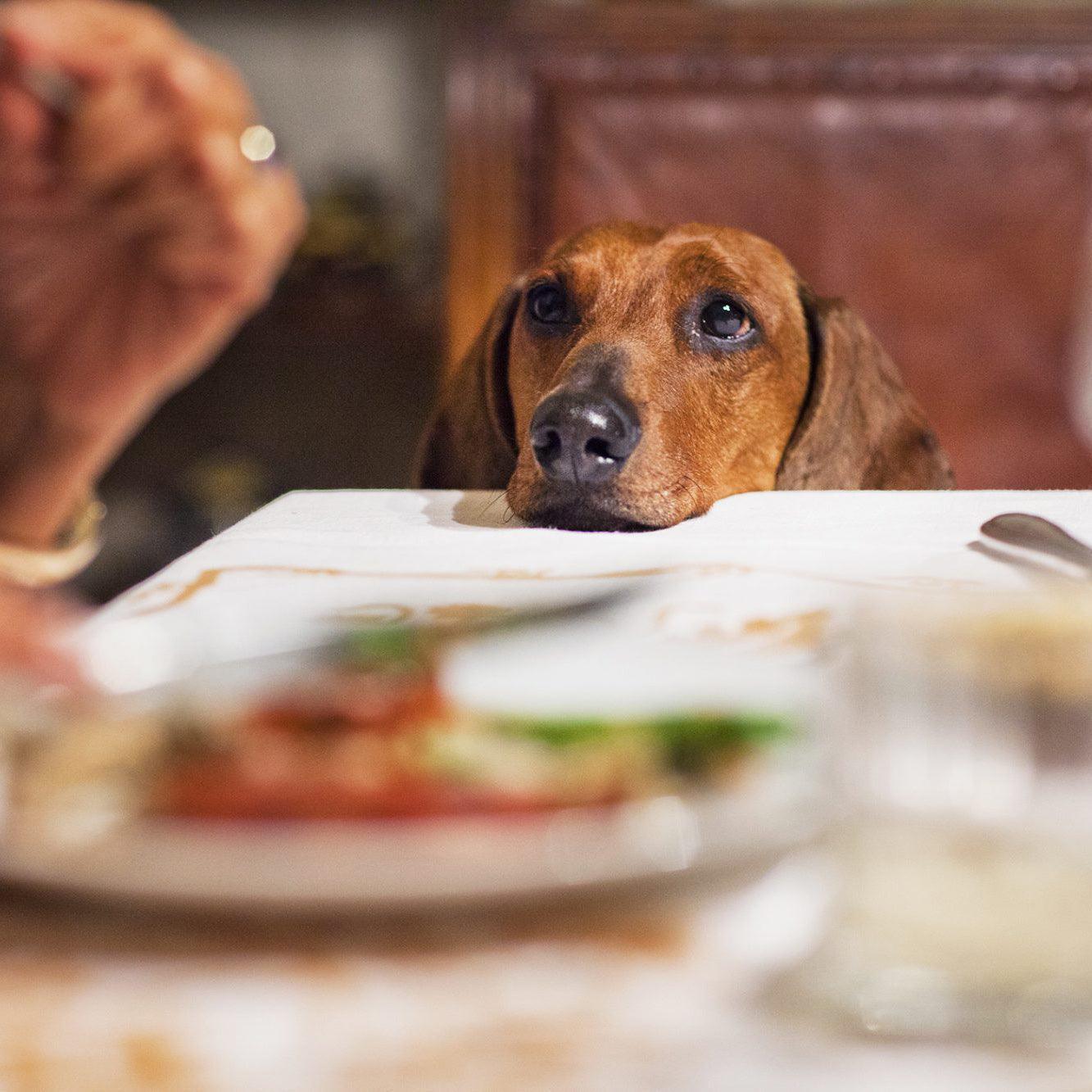 why do dogs stare at you when eating