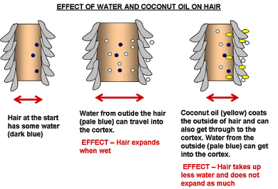 The Truth About Coconut Oil & Hair Moisture