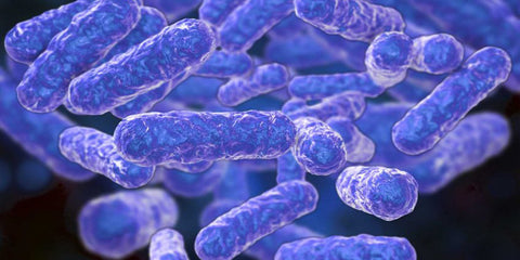 the intracellular Bartonella bacteria