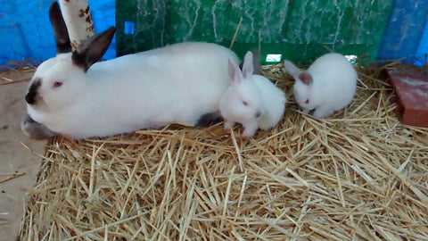 Conejos: ¿Cómo evitar que se coman una parcela entera? - Twins' Farm