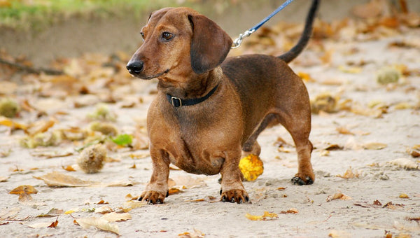 Qué enfermedades puede tener un perro salchicha, consecuencias y cuidados