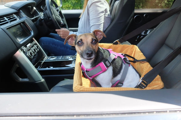 Los mejores accesorios para viajar con perros en el coche