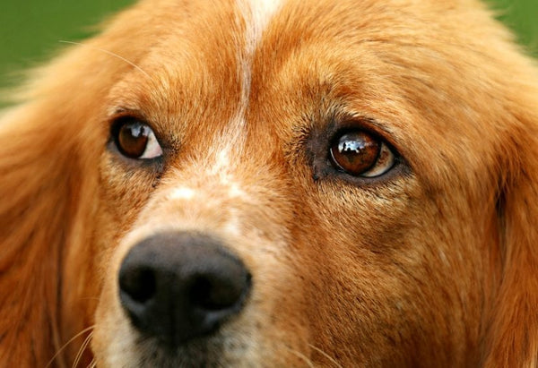 El problema de ojo de cereza en los perros | Grupo Lovet :: Veterinaria San Bernardo :: Medicamentos veterinarios en general y de especialidad. Sucursales en Querétaro y CDMX.