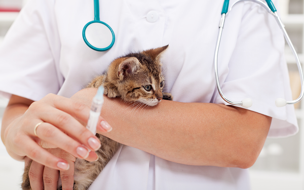 La de la vacunación en gatos | Grupo Lovet :: Farmacia Veterinaria Bernardo :: Medicamentos veterinarios en general y de especialidad. Sucursales en Querétaro y CDMX.