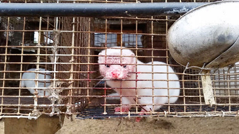 white mink sitting in a filthy cage on a factory fur farm | furever faux fur