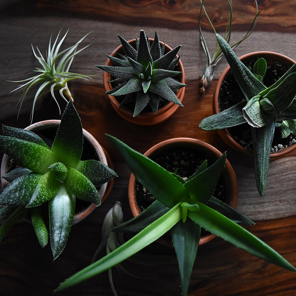 Brighten Up Winter With House Plants