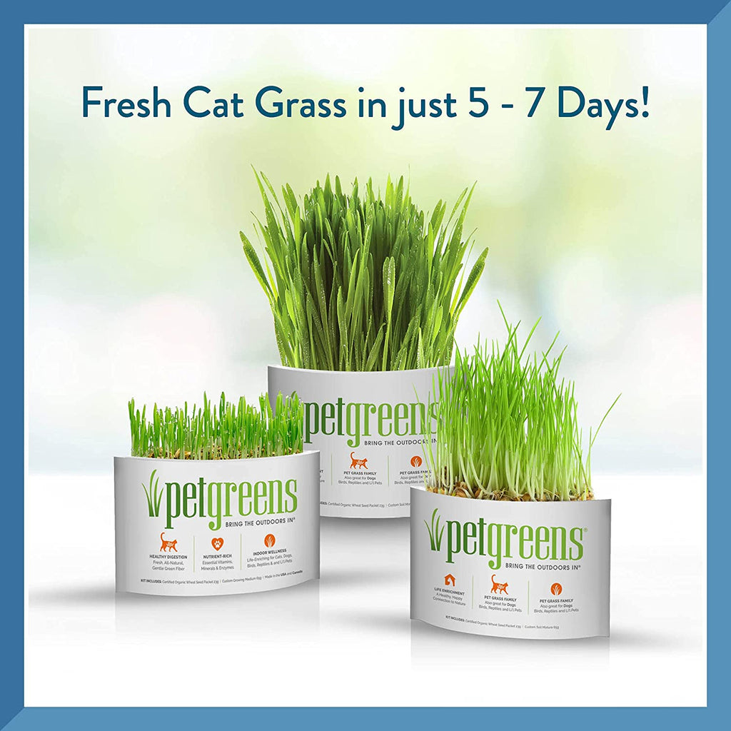 Pet Greens Self-Grow Pet Grass Kit 