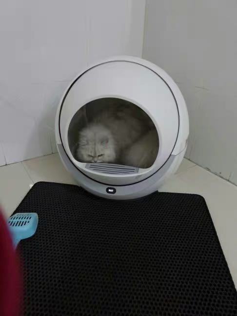 Self Cleaning Litter Box For Multiple Cats and Large Cats (30+ Images)