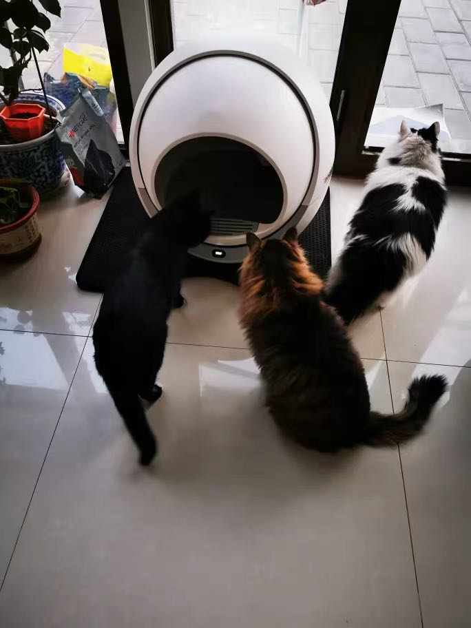 Self Cleaning Litter Box For Multiple Cats and Large Cats (30+ Images)