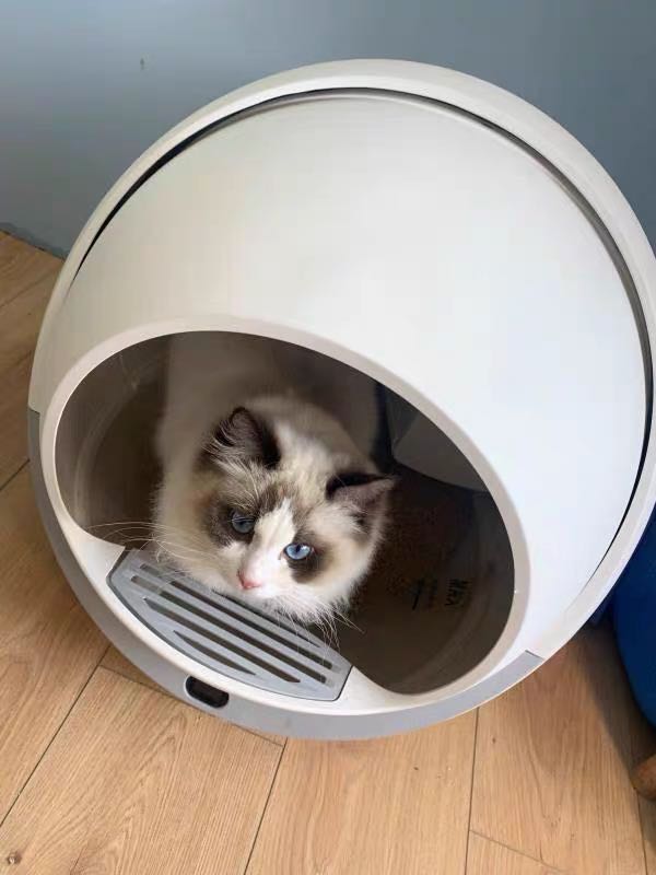Self Cleaning Litter Box For Multiple Cats and Large Cats (30+ Images)