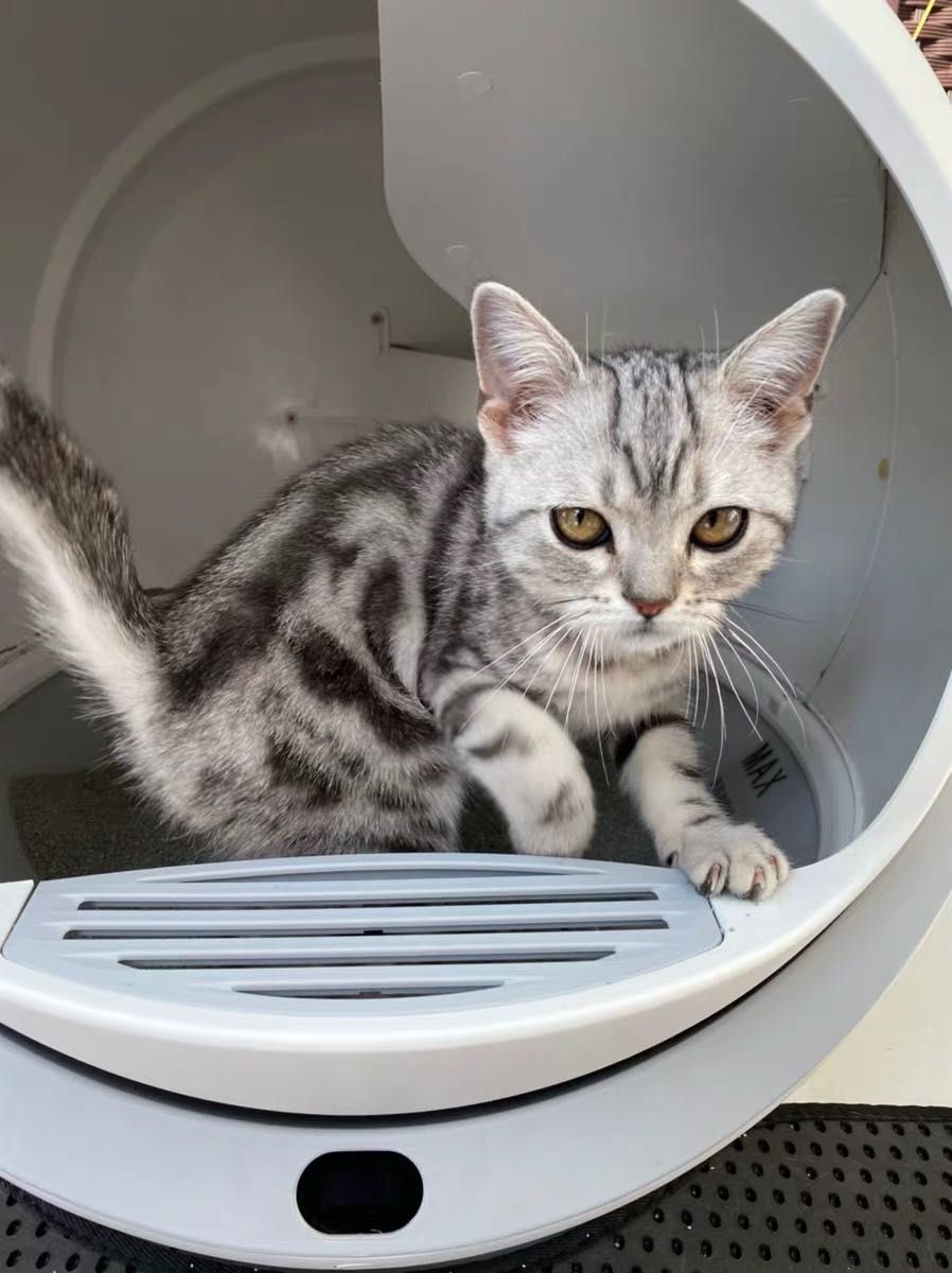 Self Cleaning Litter Box For Multiple Cats and Large Cats