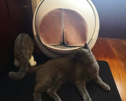 Customer Images: Petree Self Cleaning Litter Box For Multiple Cats and Large Cats