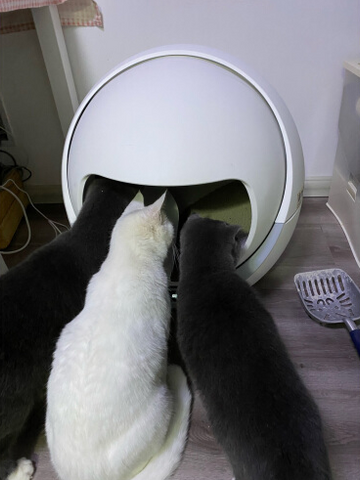 Customer Images: Petree Self Cleaning Litter Box For Multiple Cats and Large Cats