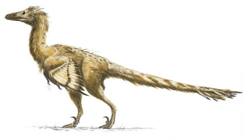 Coelurosaures les différents dinosaures