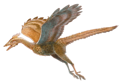 archaeopteryx dinosaure volant