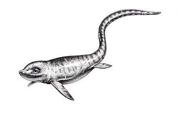 cartorhynchus plus petit dinosaure marin