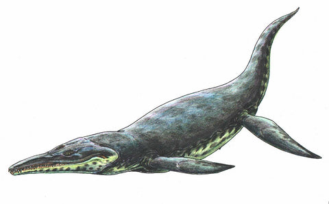 kronosaure dinosaure marin