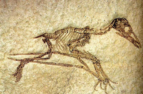 fossile ptérosaure