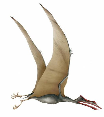 nouvelle espece pterosaure