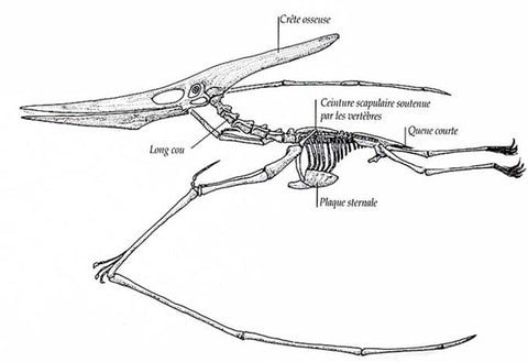 squelette pterosaures