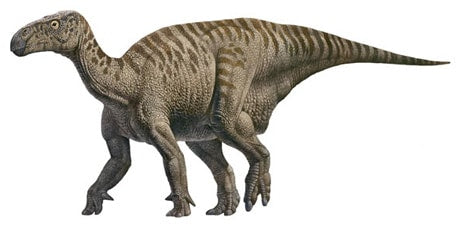 iguanodon les différents dinosaures