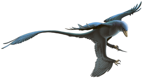 microraptors dinosaure espece