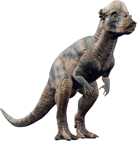 pachycephalosaurus les différents dinosaures