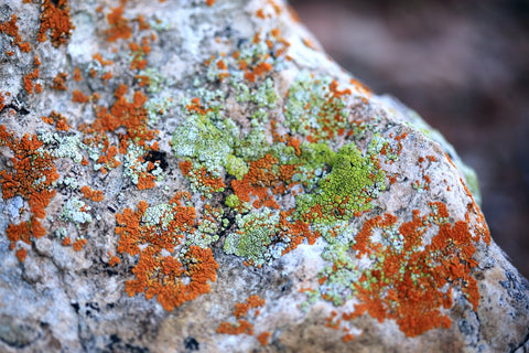 Green and orange mold growing on a rock