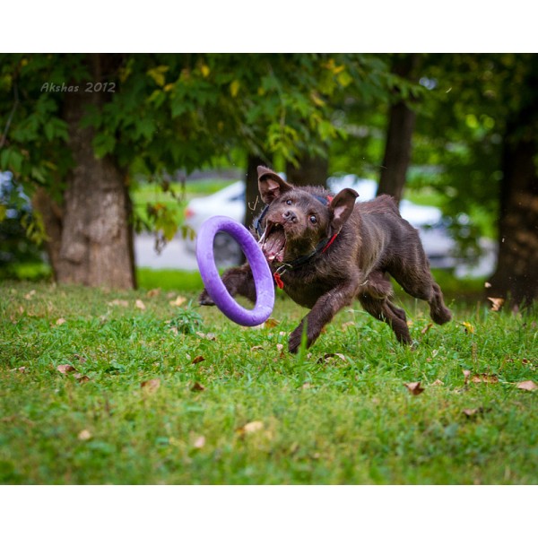 jouet ultra resistant pour chien