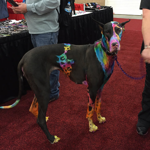 This beautiful Dane was on the cover of Groomer To Groomer Magazine. So Sweet. 
