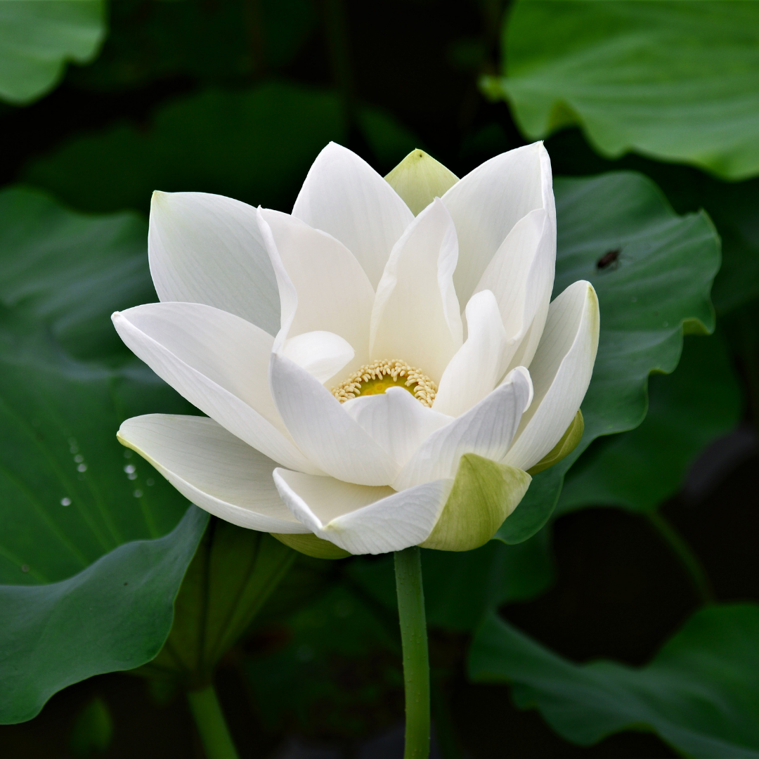Benefits of Lotus Flower and Why You're Seeing It Everywhere ...