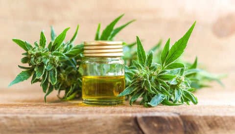 what's the difference between hemp seed and cbd oil | Blumenes CBD Blog