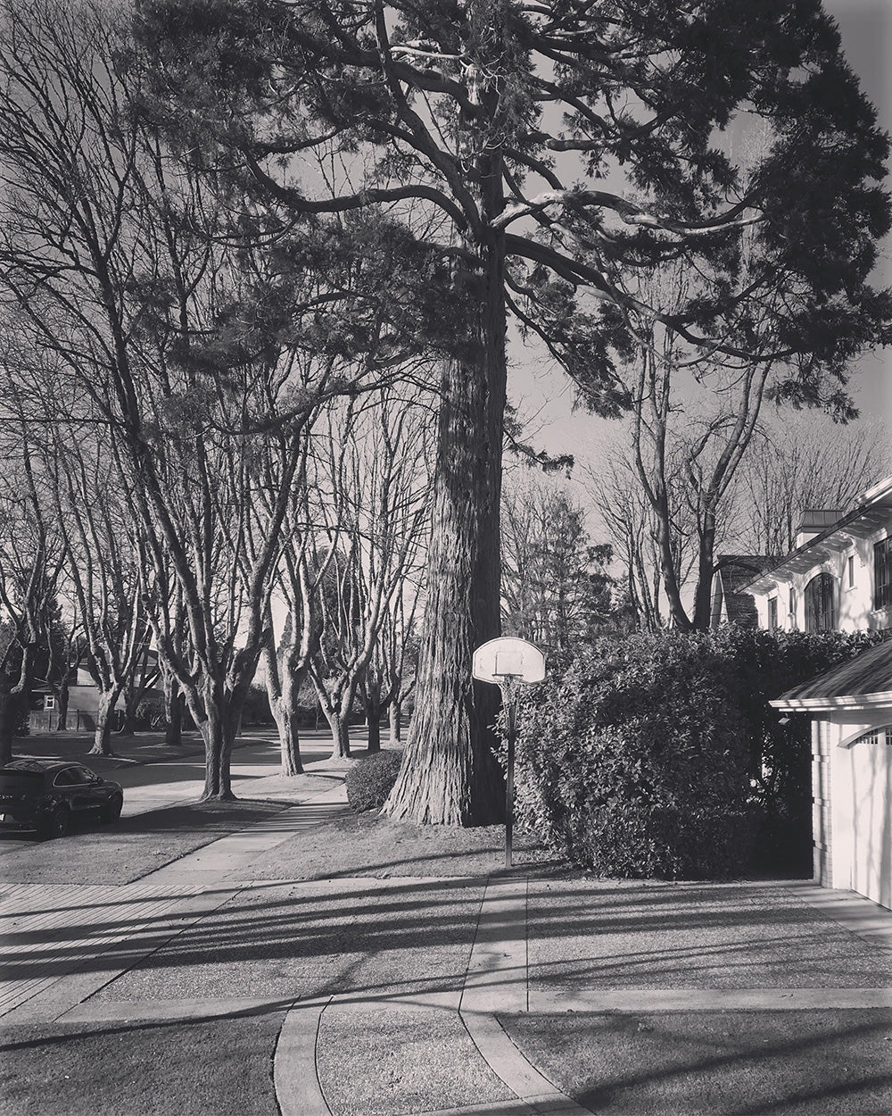 SPITGAN WEBZINE #3 Photo 5. Black and white photo of basketball court in Kerrisdale area and the impressive trees surrounding it. Vancouver BC