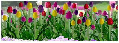 HO Scale Tulips 1/2 36/pk JTT Scenery Products 95554