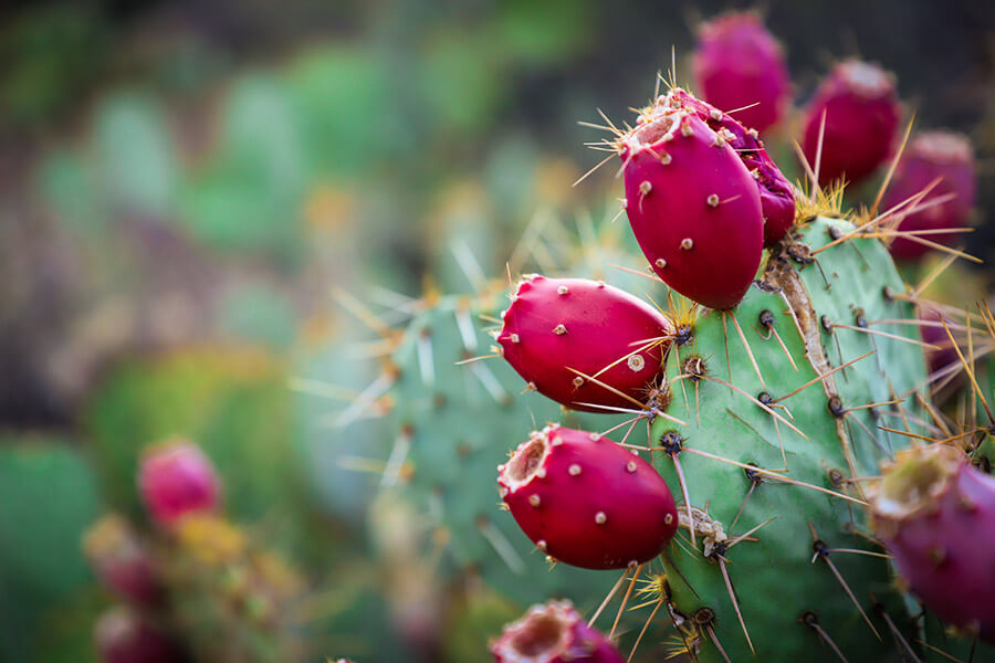 prickly pear