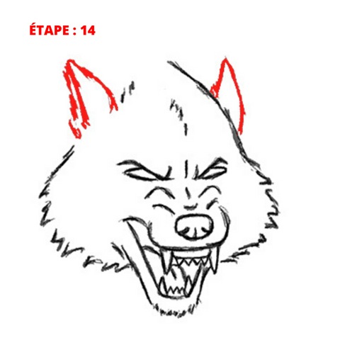 dessin oreille de loup