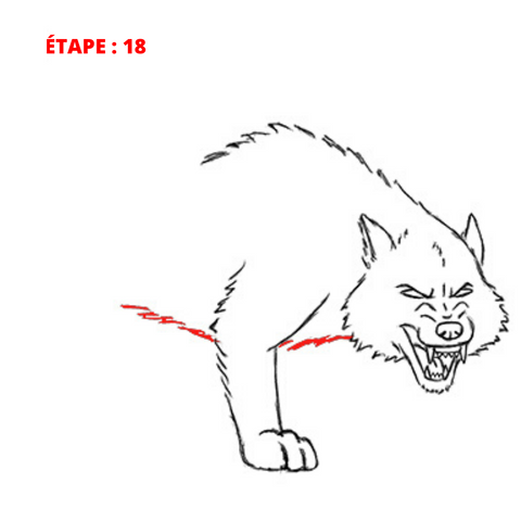 dessiner un loup facilement