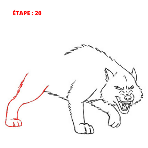 comment dessiner un loup facile