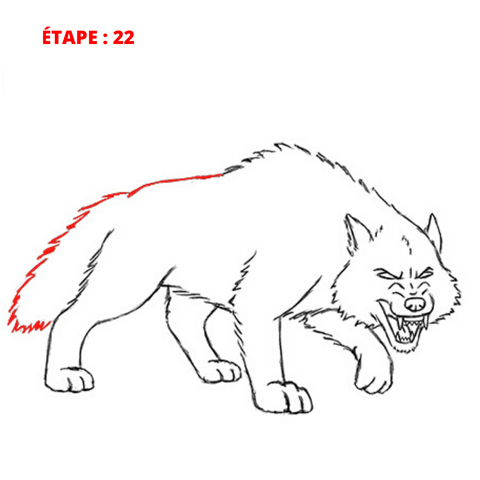 dessin finale de loup
