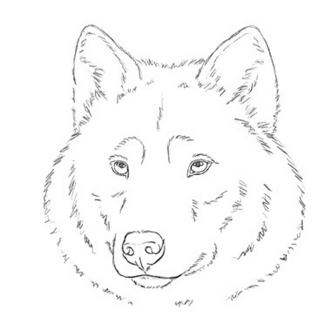 dessin de loup