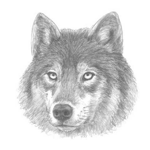 dessin loup finit